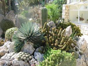 Cactuses at the Jardin Exotique de Monaco